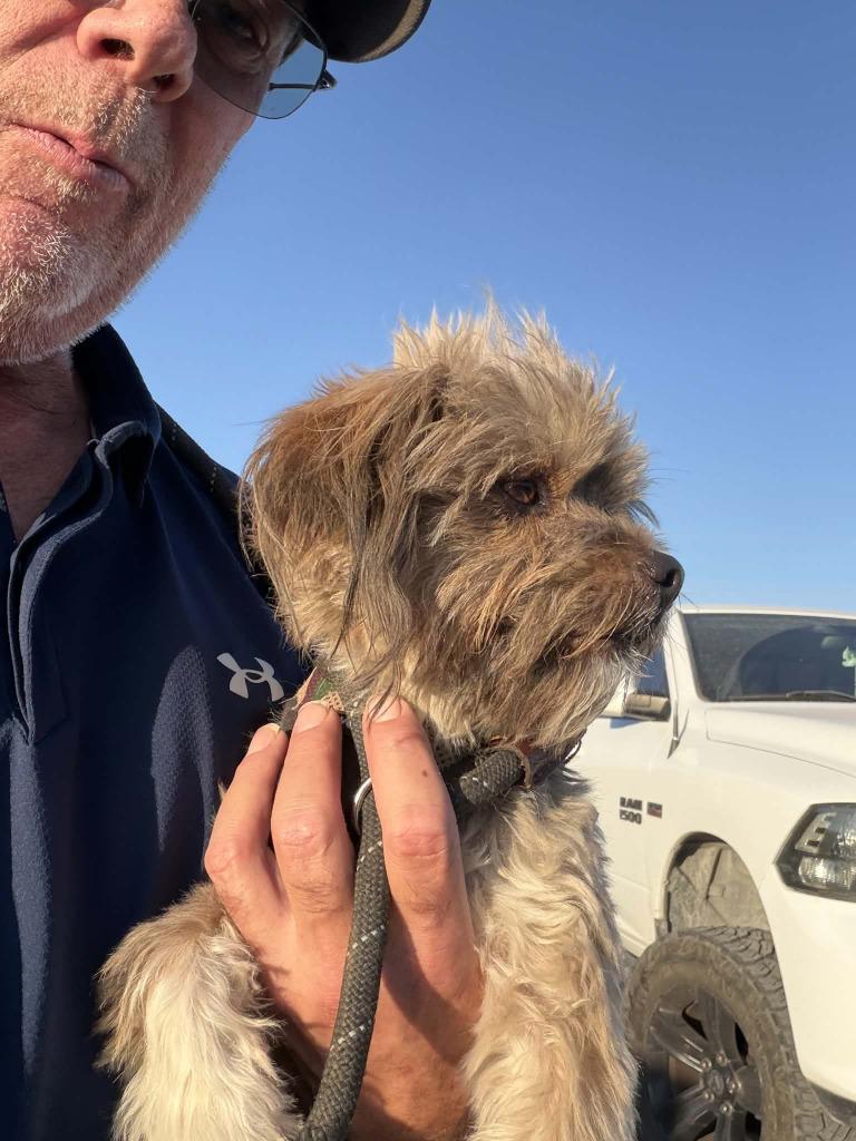 Everett $500, Adoptable, Young Male Poodle & Terrier.