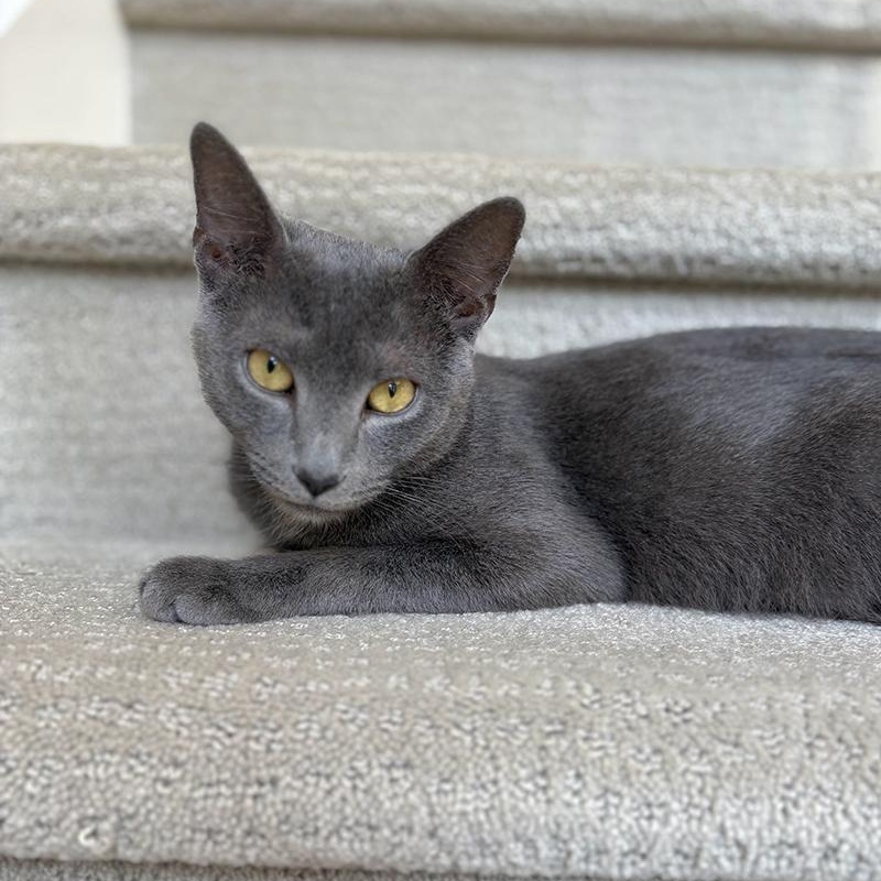 Apple, ADOPTABLE, Adult Female Domestic Short Hair.