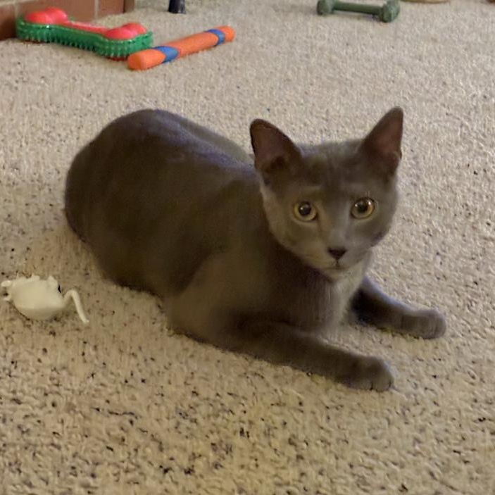 Enlarge Apple, a ADOPTABLE mixed breed in South Park, PA image 2/3