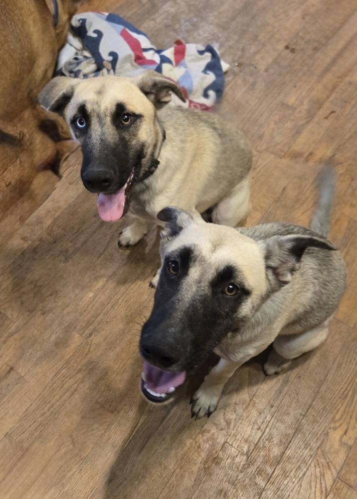 Enlarge Caspen, a Adoptable mixed breed in Denver, CO image 1/5