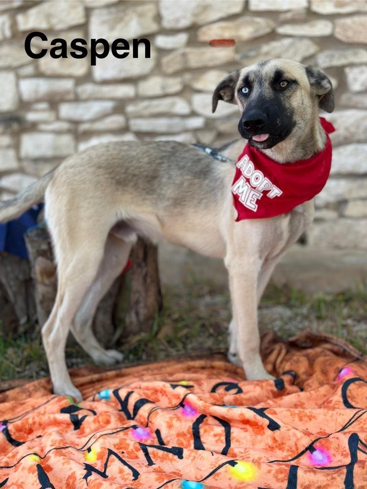 Enlarge Caspen, a Adoptable mixed breed in Denver, CO image 2/5