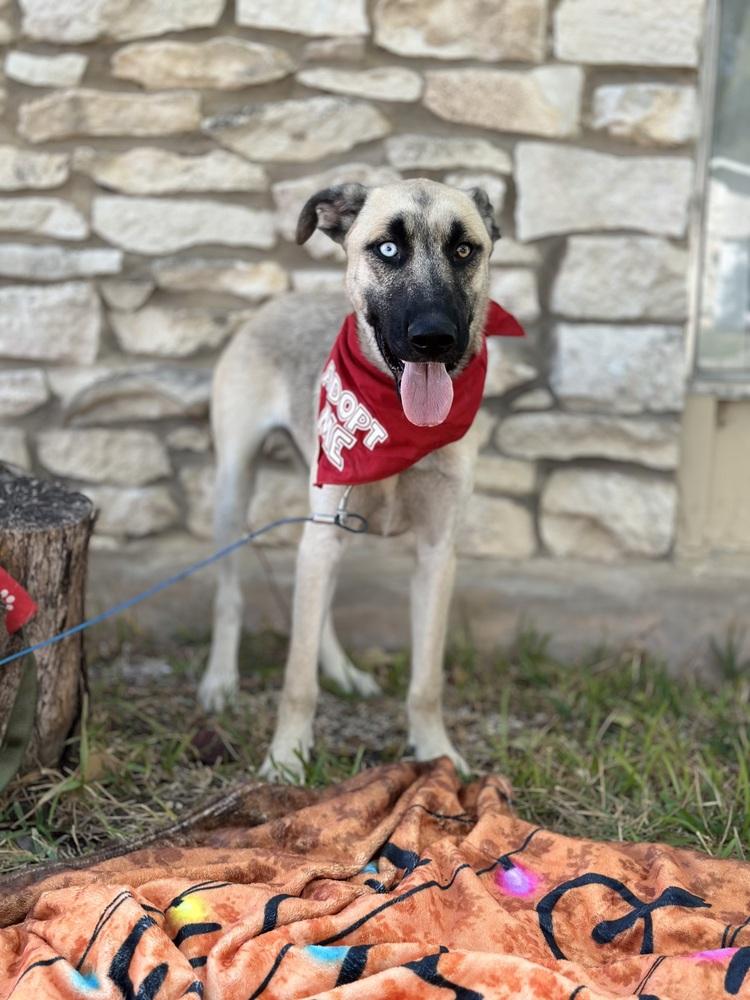 Enlarge Caspen, a Adoptable mixed breed in Denver, CO image 3/5