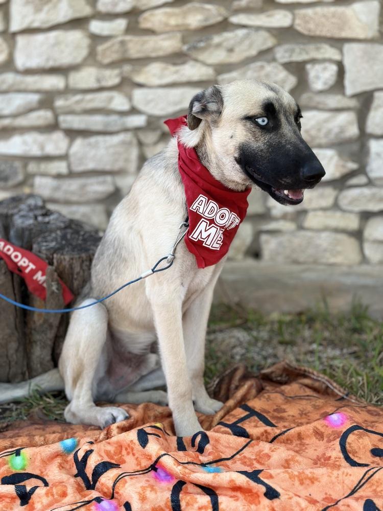 Enlarge Caspen, a Adoptable mixed breed in Denver, CO image 4/5