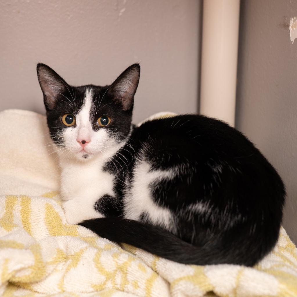 Clementine, a Adoptable mixed breed in Los Angeles, CA image 1/6