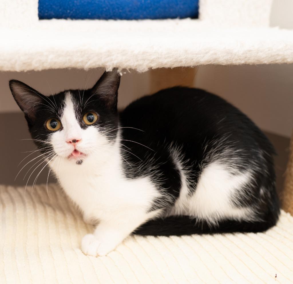 Clementine, Adoptable, Adult Female Domestic Short Hair.