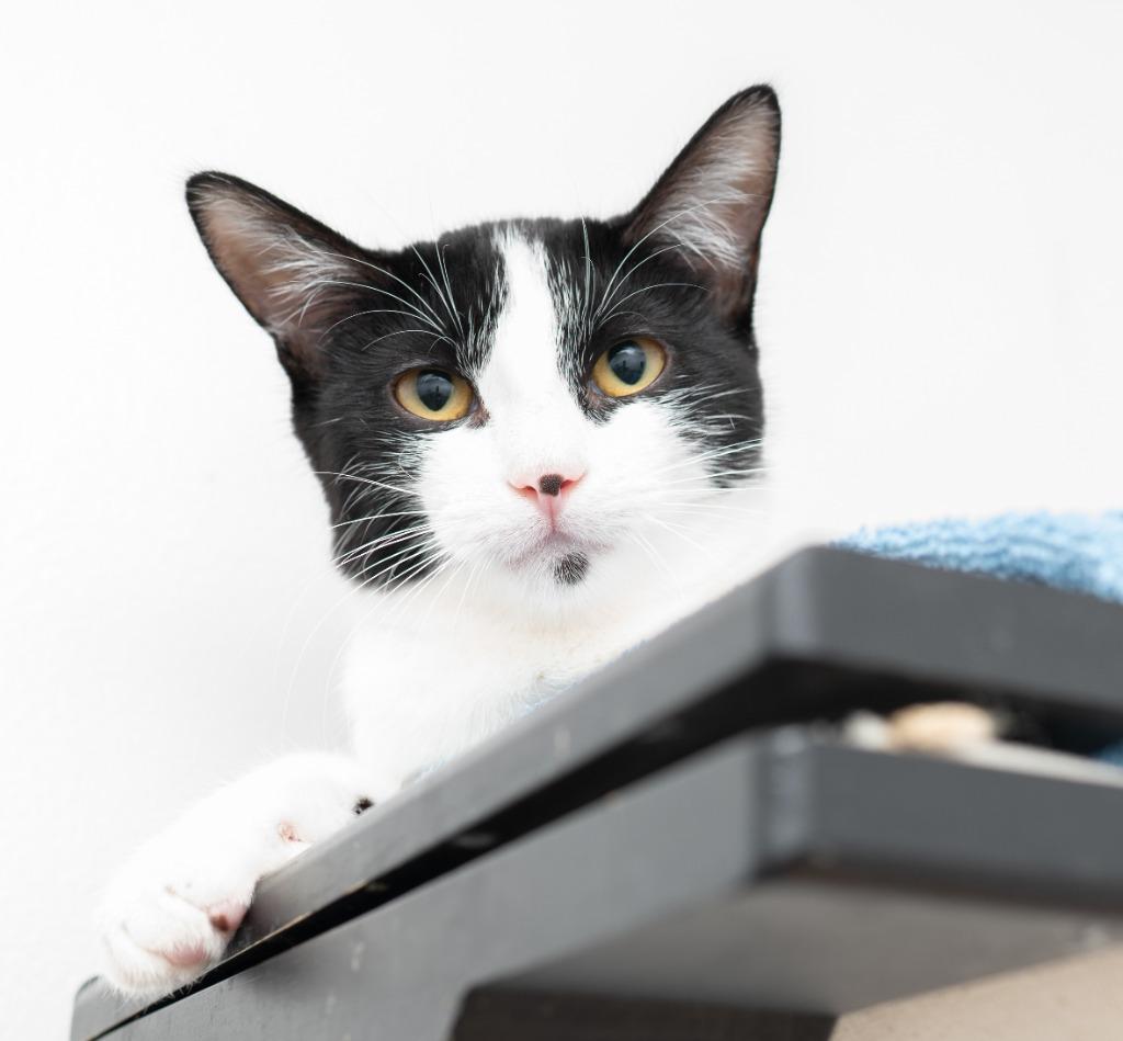 Enlarge Clementine, a Adoptable mixed breed in Los Angeles, CA image 2/6