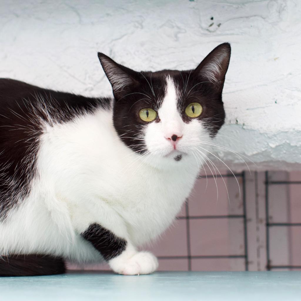 Clementine, a Adoptable mixed breed in Los Angeles, CA image 3/6