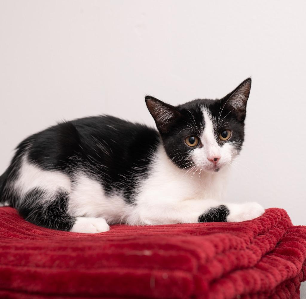 Enlarge Clementine, a Adoptable mixed breed in Los Angeles, CA image 3/6