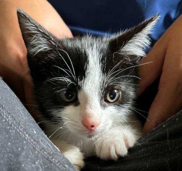 Enlarge Clementine, a Adoptable mixed breed in Los Angeles, CA image 5/6