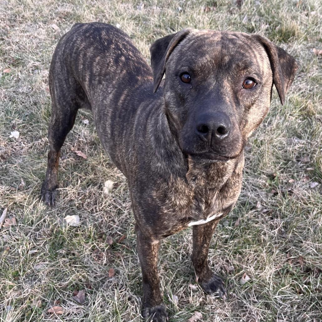Mumsy, ADOPTABLE, Adult Female Plott Hound & Mixed Breed.