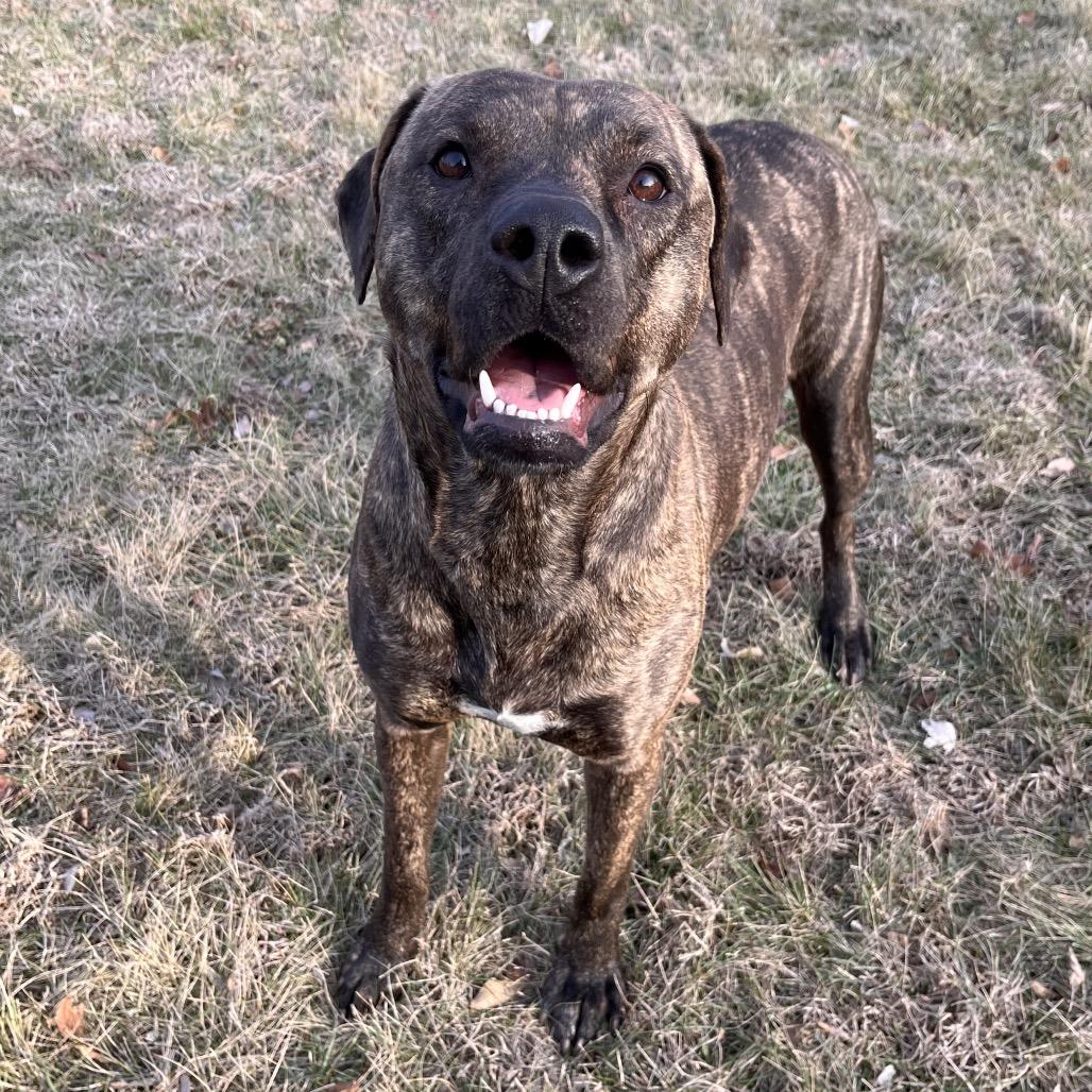 Enlarge Mumsy, a ADOPTABLE mixed breed in Kansas City, KS image 2/2
