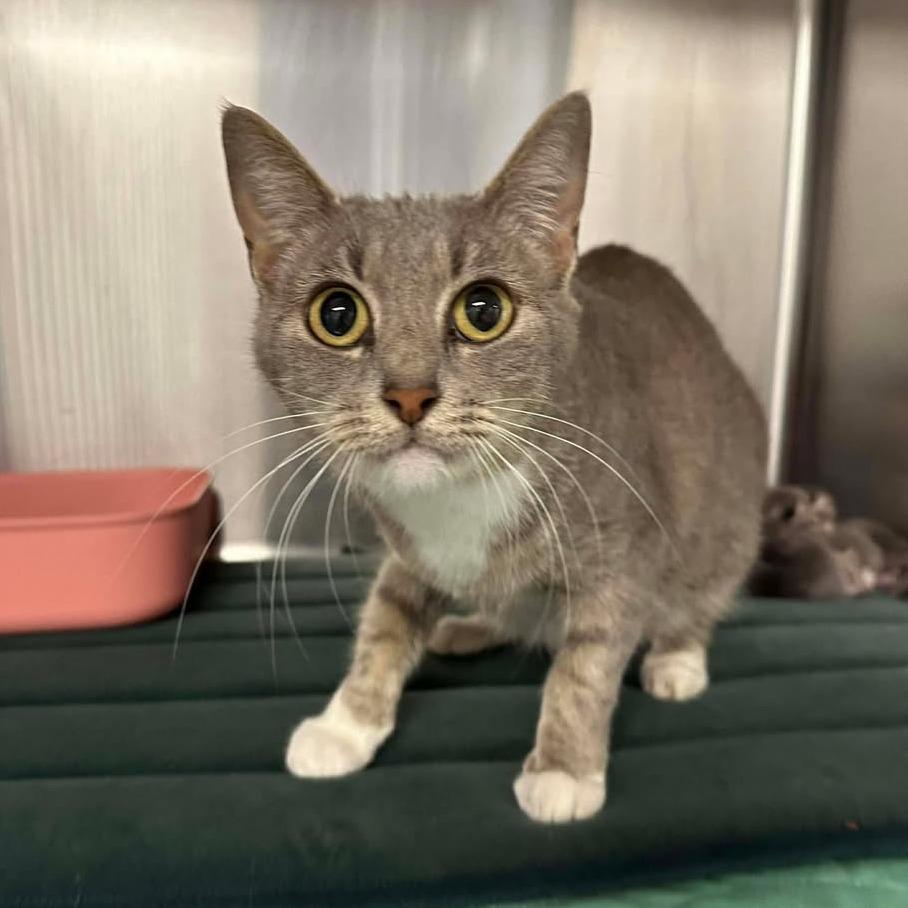 Patty, Adoptable, Adult Female Domestic Short Hair.