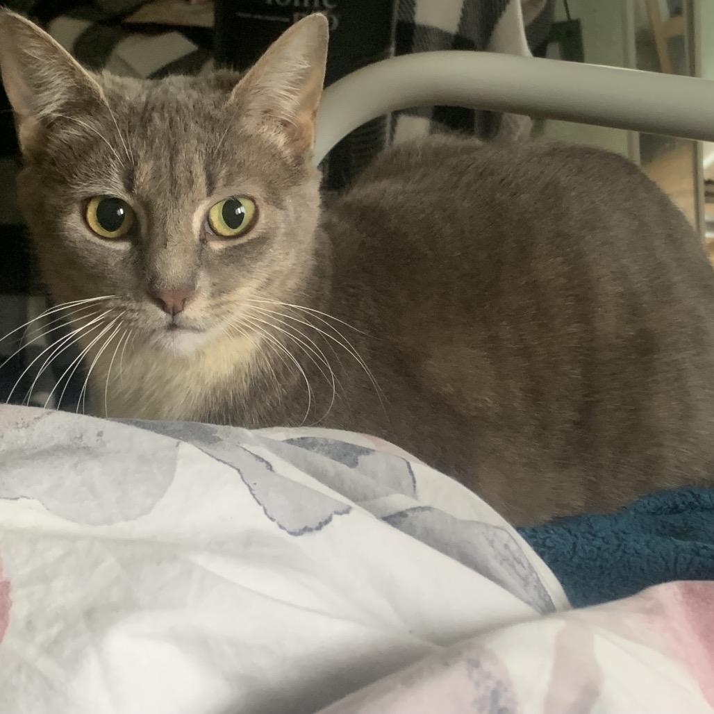 Enlarge Patty, a Adoptable Domestic Short Hair in Madison, WI image 2/5