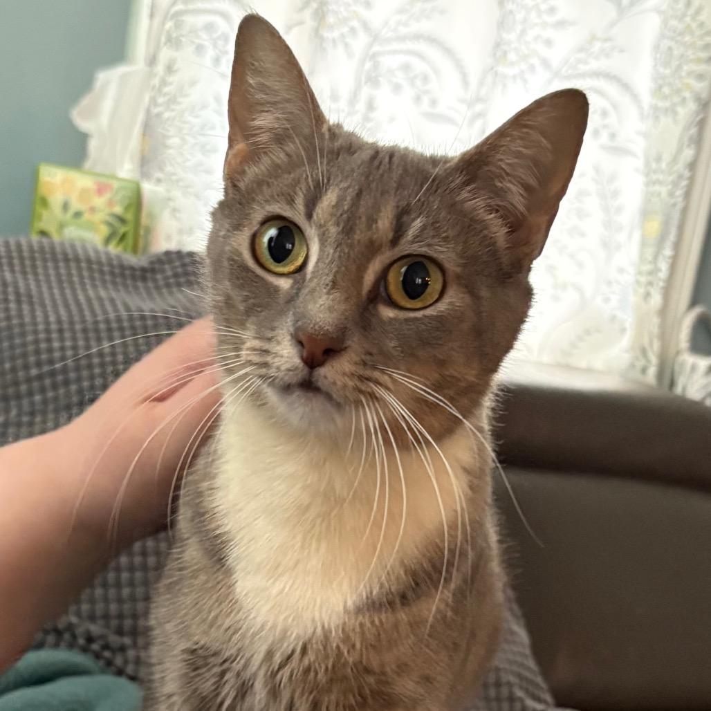 Enlarge Patty, a Adoptable Domestic Short Hair in Madison, WI image 3/5