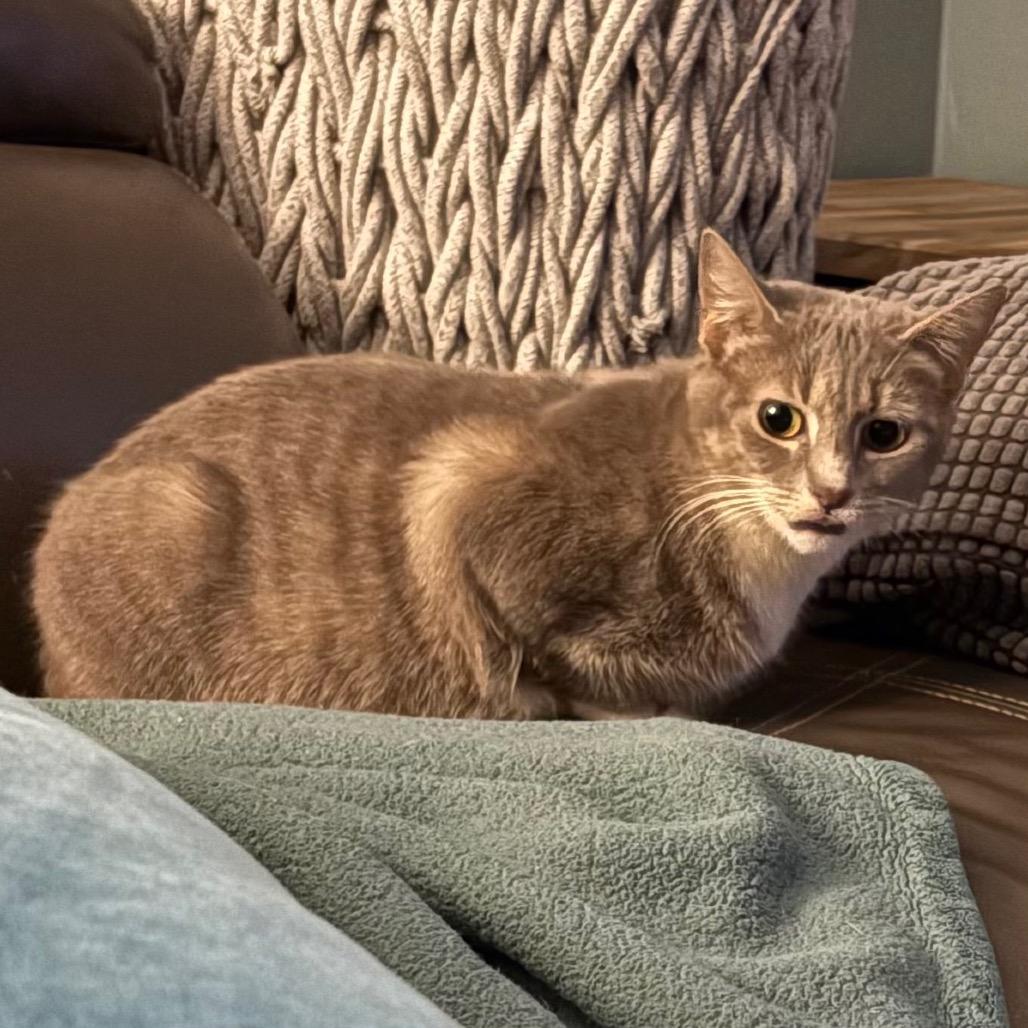 Enlarge Patty, a Adoptable Domestic Short Hair in Madison, WI image 5/5