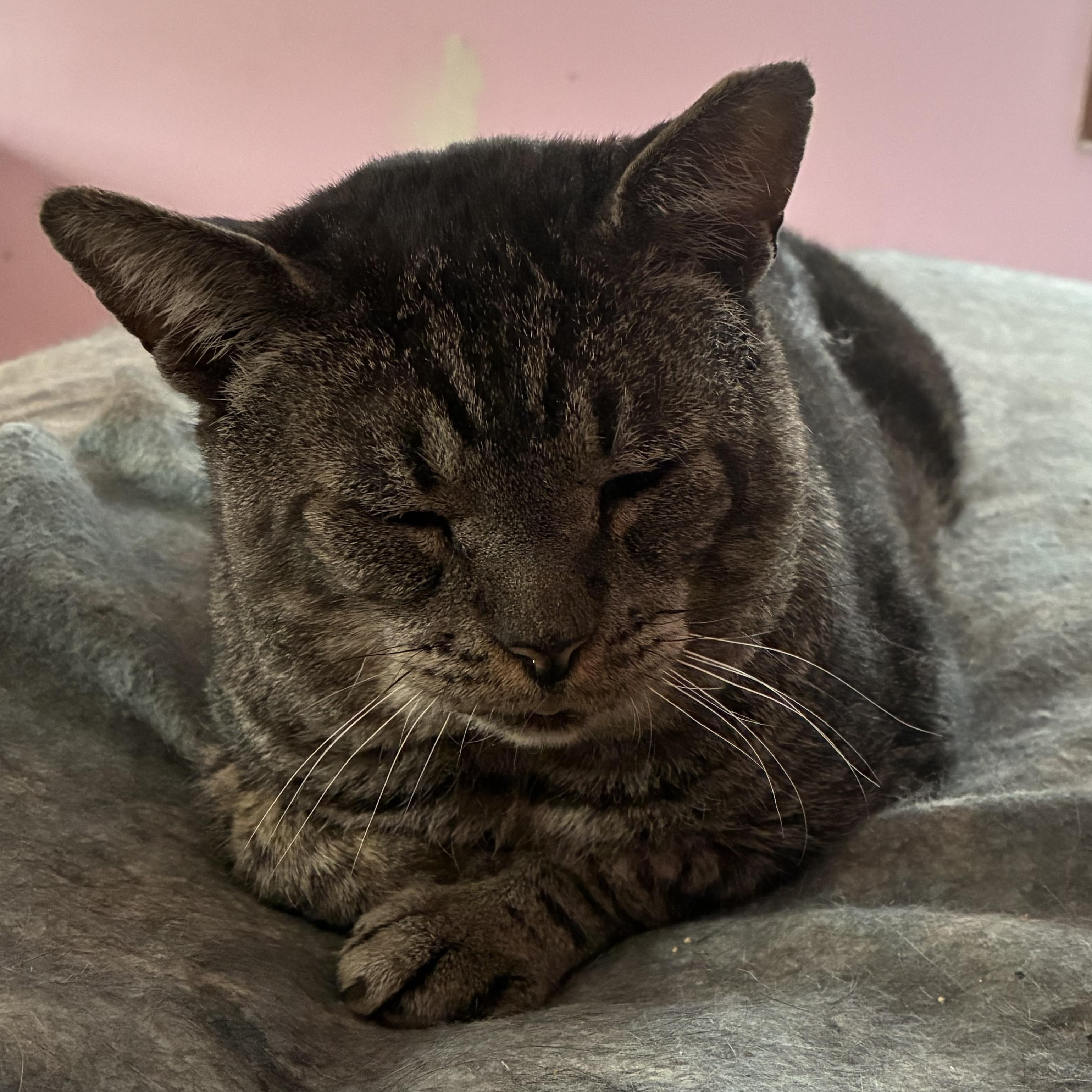 MUTLEY, a Adoptable Domestic Short Hair in Spotswood, NJ image 1/6