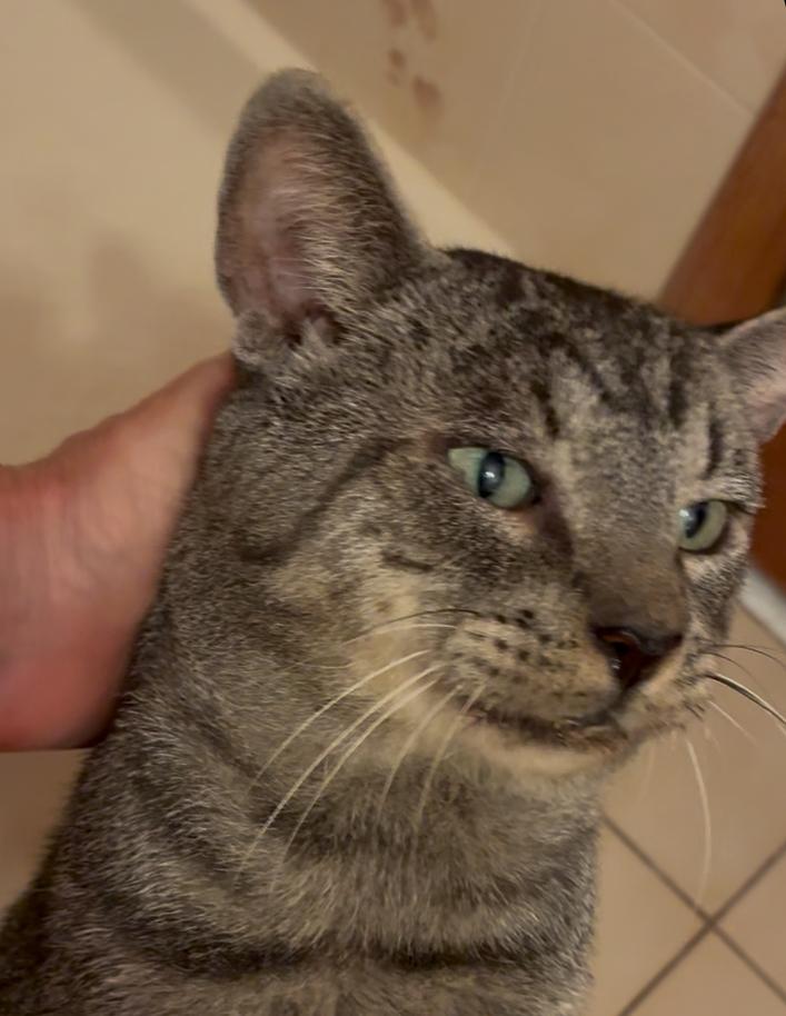 MUTLEY, Adoptable, Adult Male Domestic Short Hair.