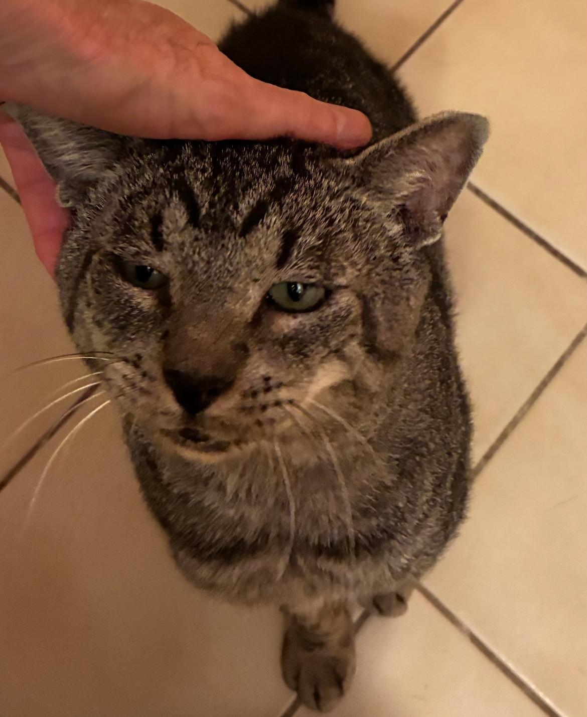 MUTLEY, a Adoptable Domestic Short Hair in Spotswood, NJ image 2/6