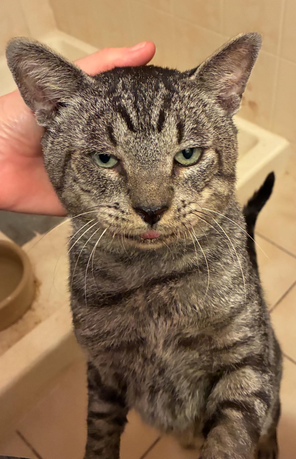 MUTLEY, a Adoptable Domestic Short Hair in Spotswood, NJ image 5/6