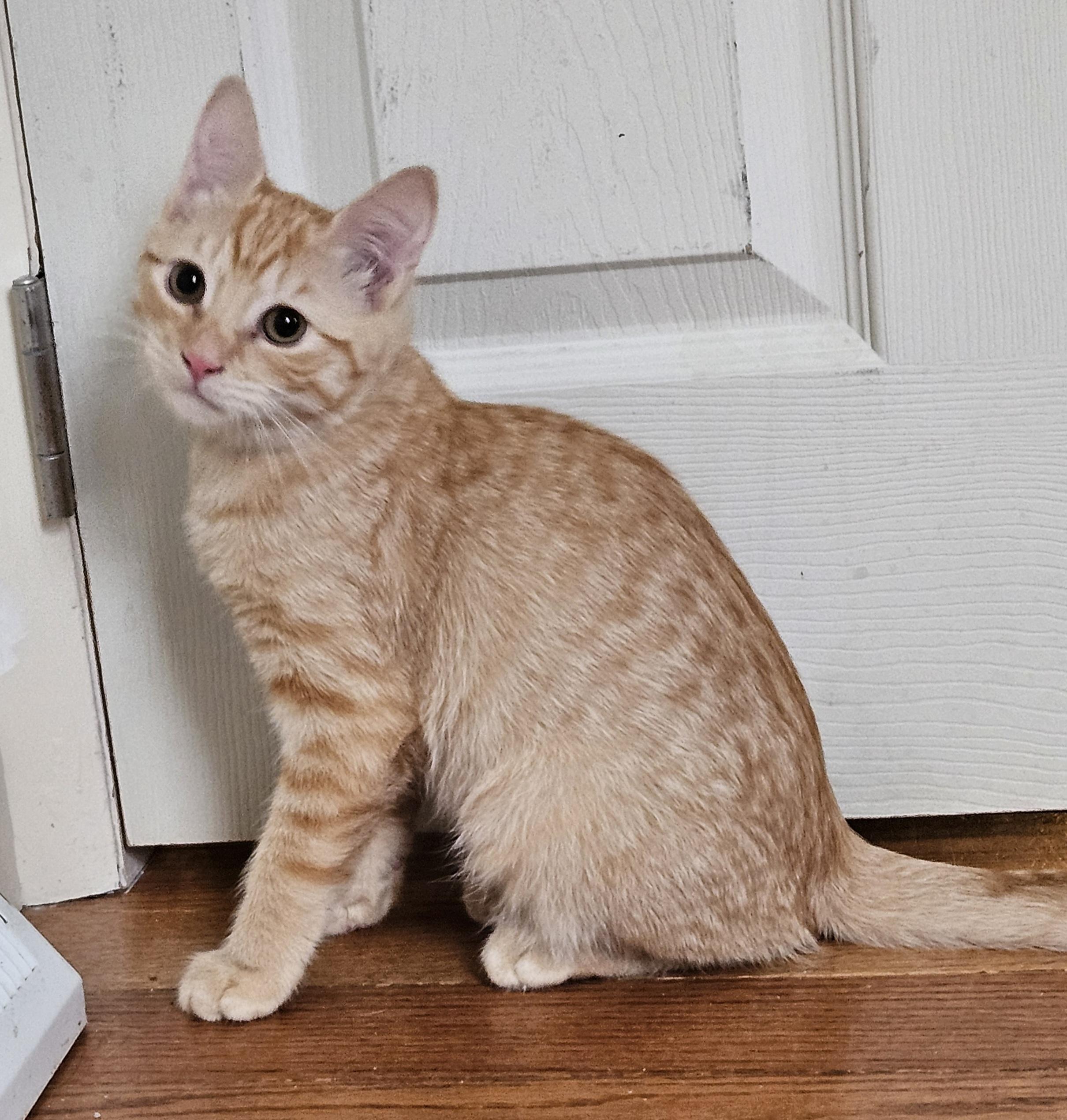 Enlarge Cinder, a Adopted Domestic Short Hair in Burlington, VT image 2/3