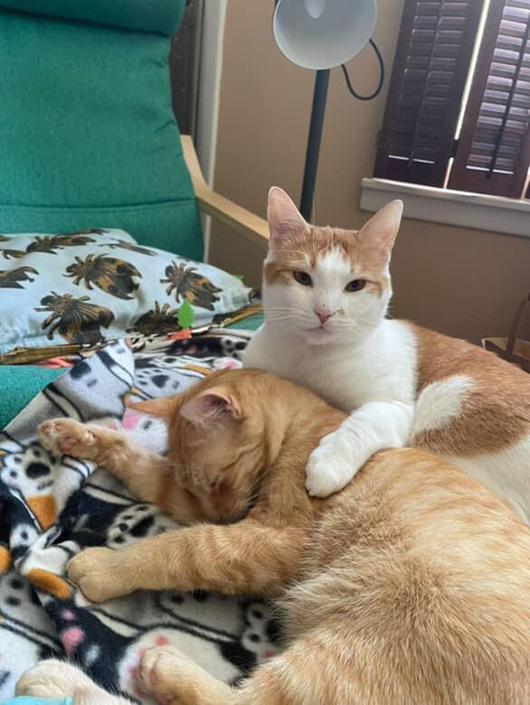 Enlarge Cinder, a Adopted Domestic Short Hair in Burlington, VT image 3/3