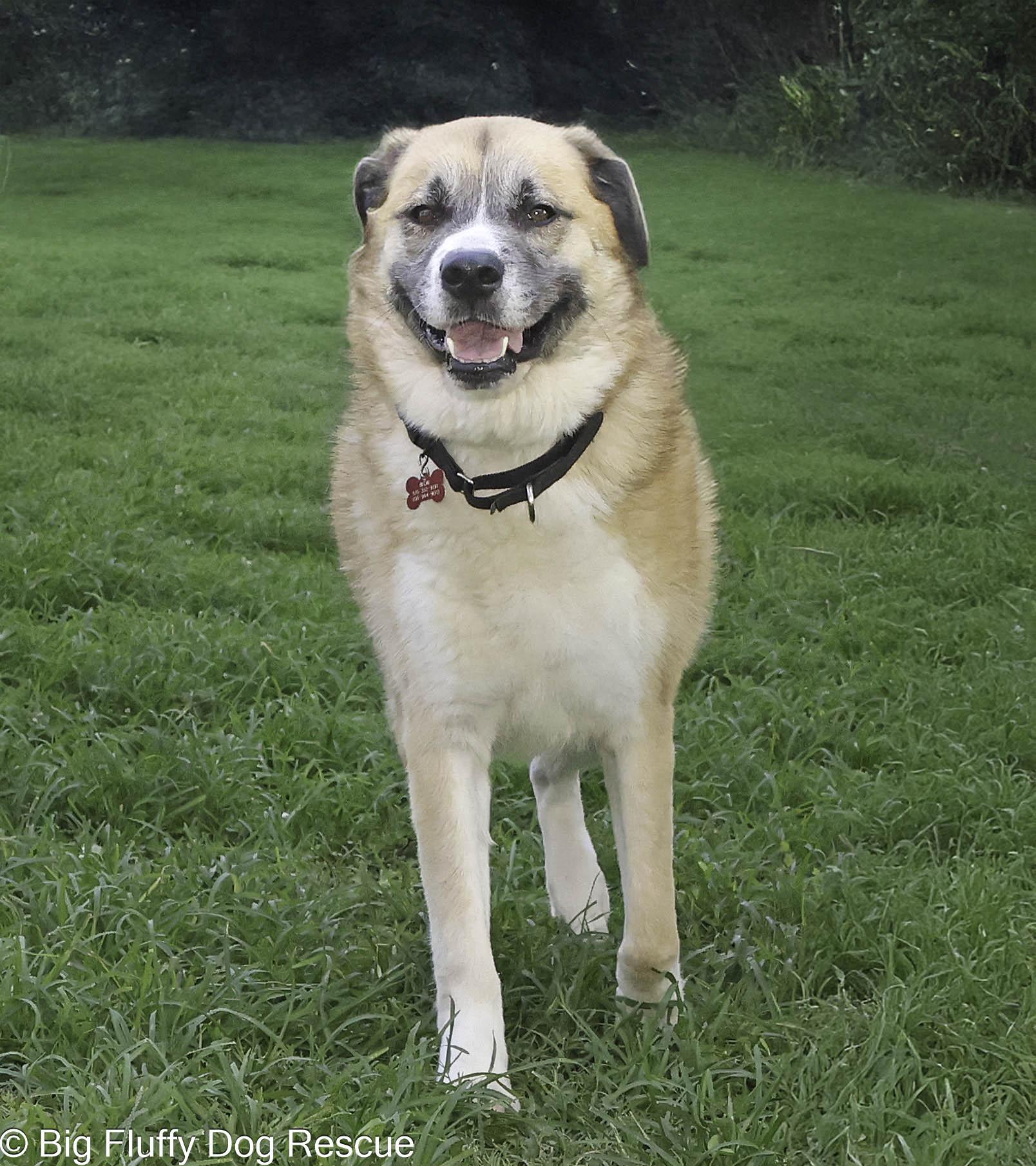 Enlarge Banjo, a Adoptable mixed breed in Chattanooga, TN image 1/3