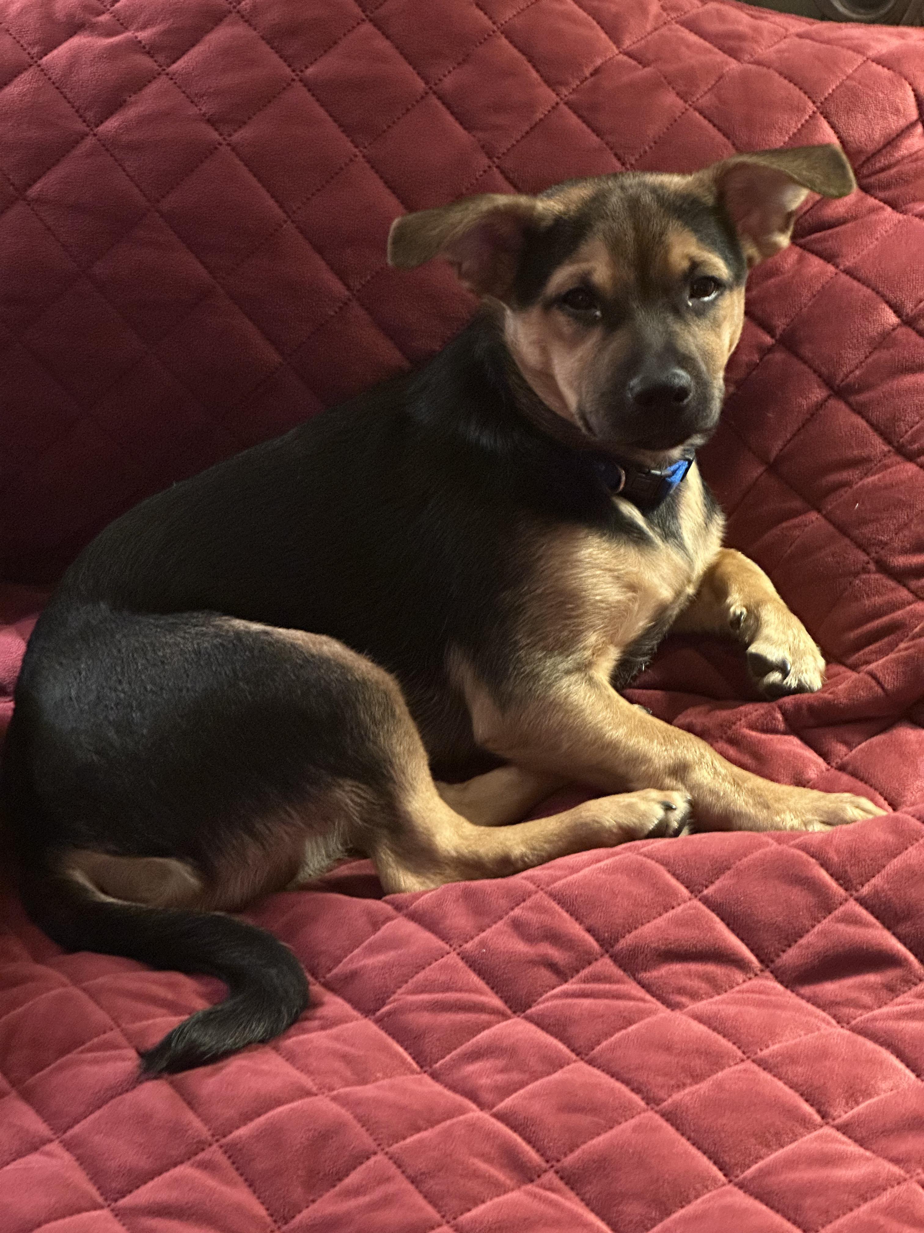 Cody, Adopted, Young Male Shepherd.