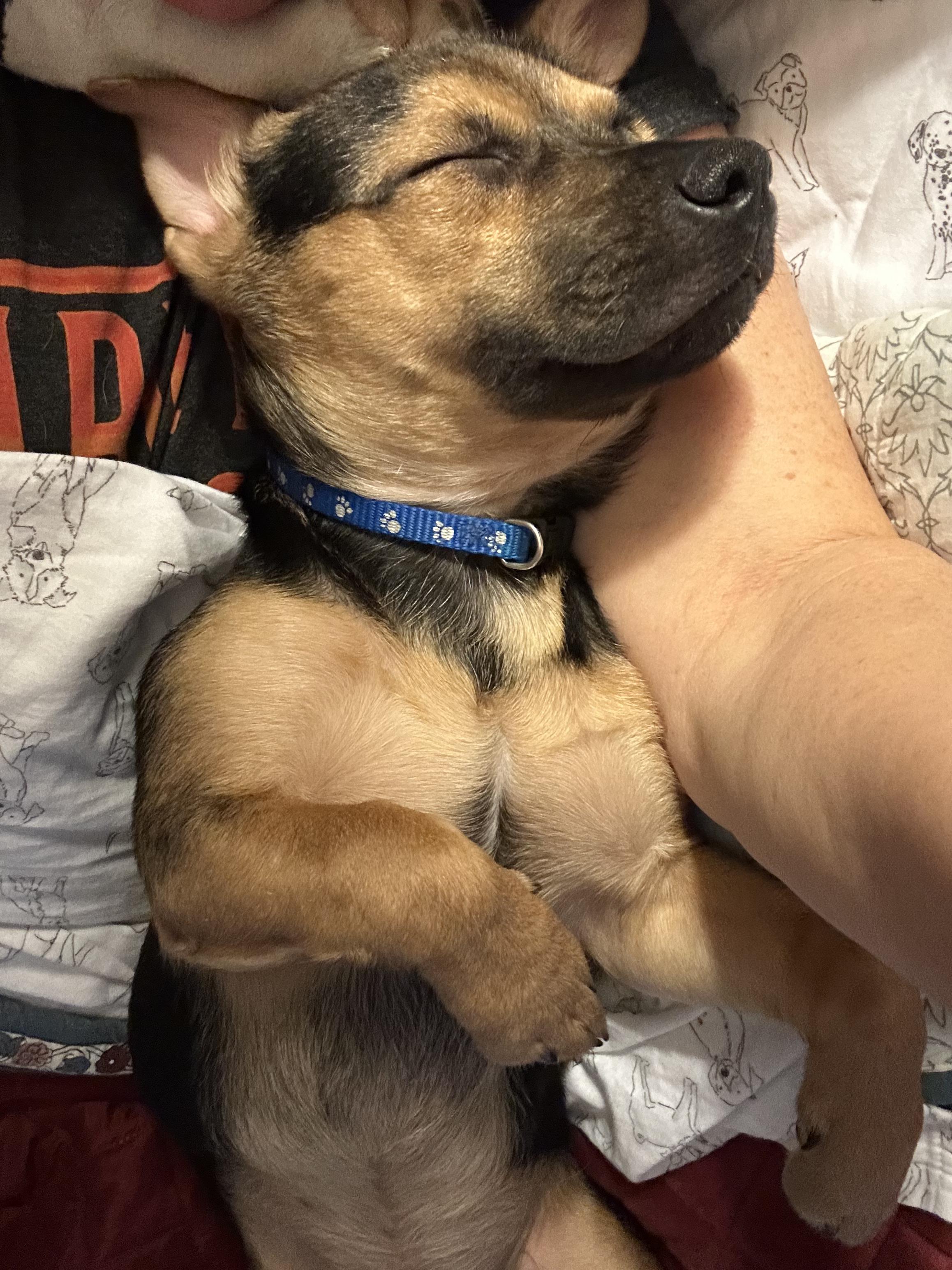 Enlarge Cody, a Adopted Shepherd in Branson, MO image 2/4