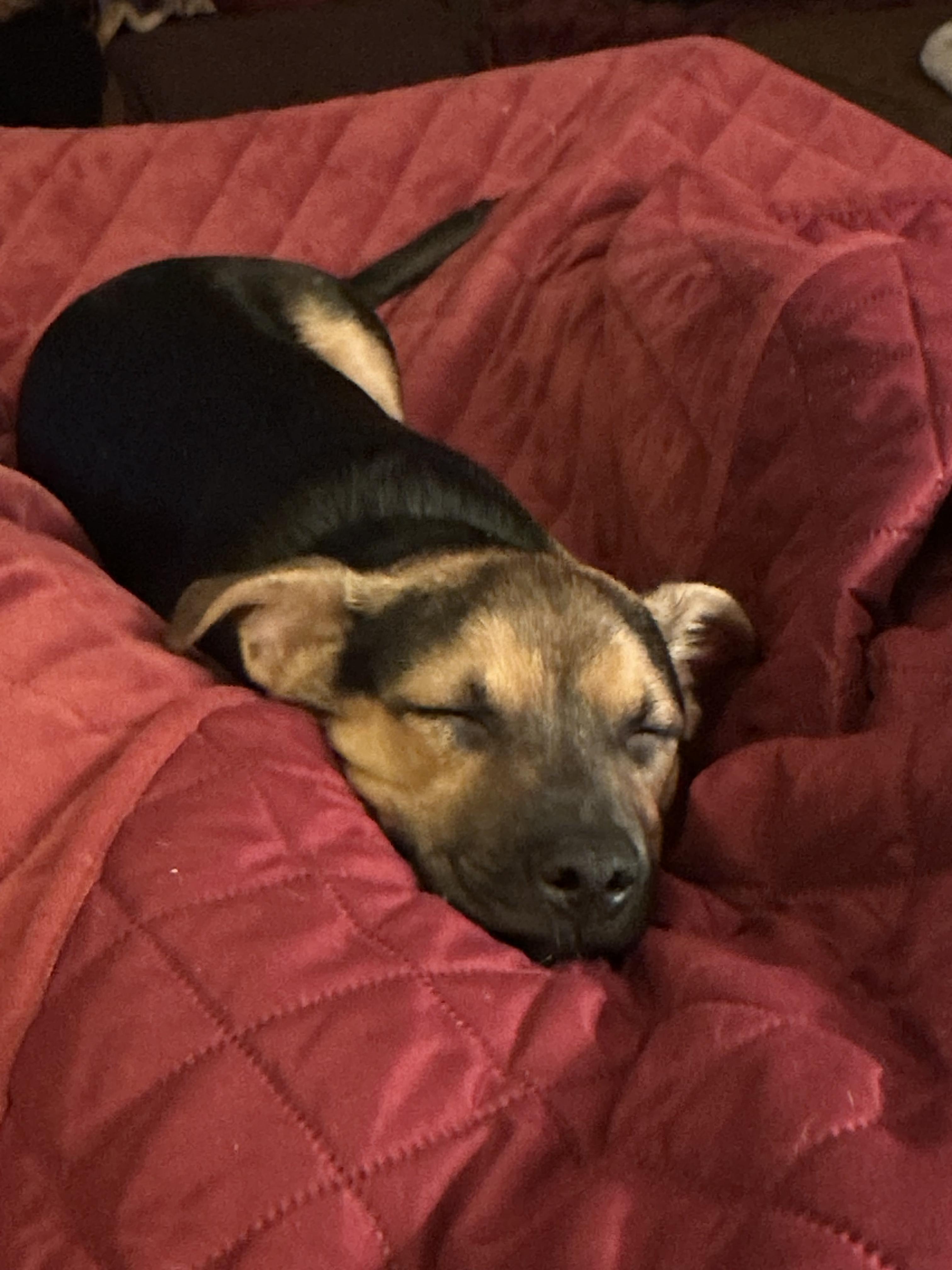 Cody, Adopted, Young Male Shepherd.