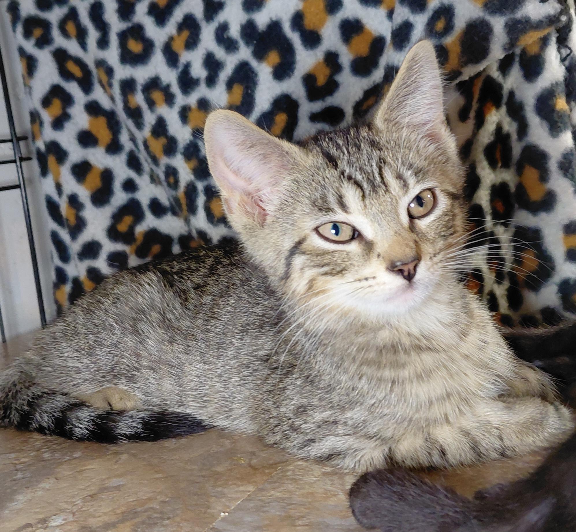 Enlarge Penne, a Adopted Domestic Short Hair in Bethpage, NY image 4/5