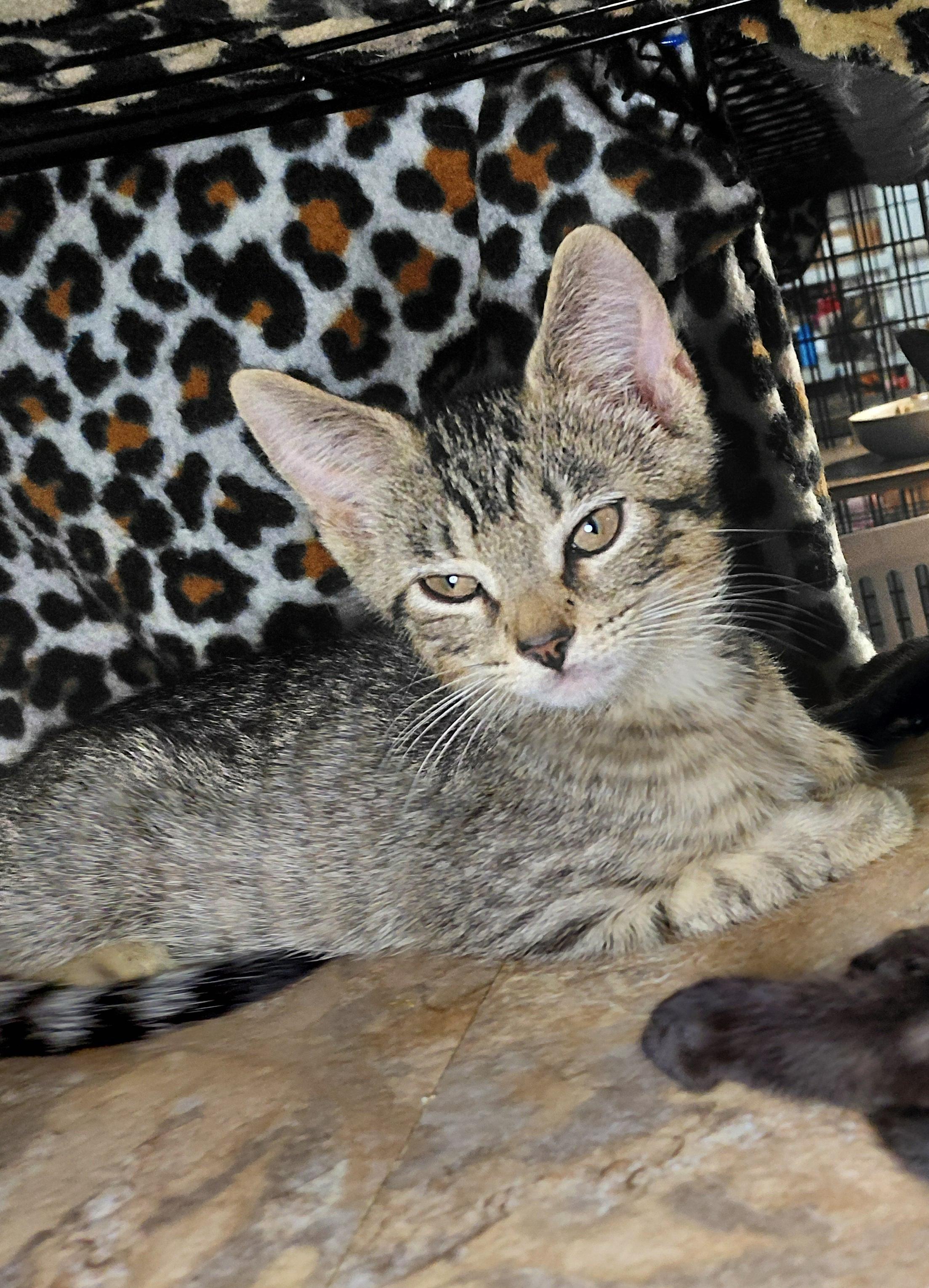 Enlarge Penne, a Adopted Domestic Short Hair in Bethpage, NY image 2/5