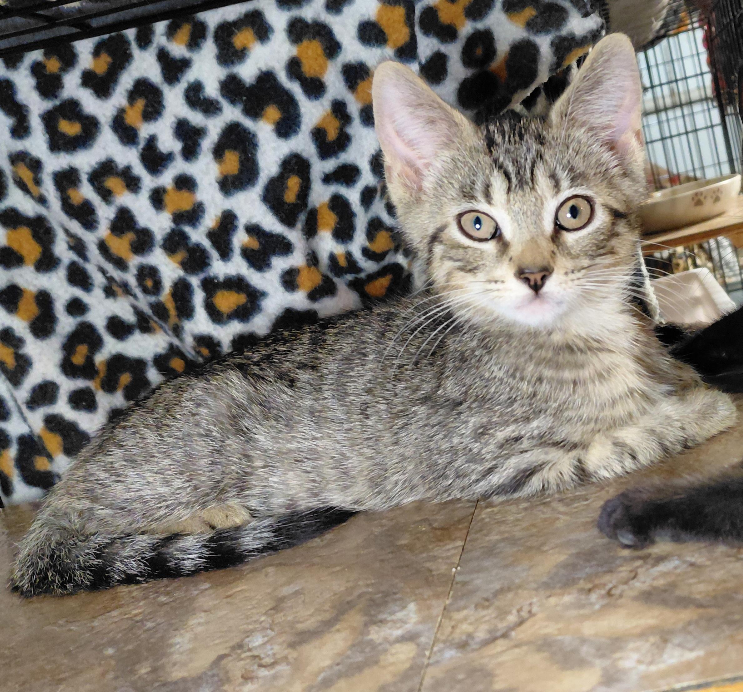 Enlarge Penne, a Adopted Domestic Short Hair in Bethpage, NY image 3/5