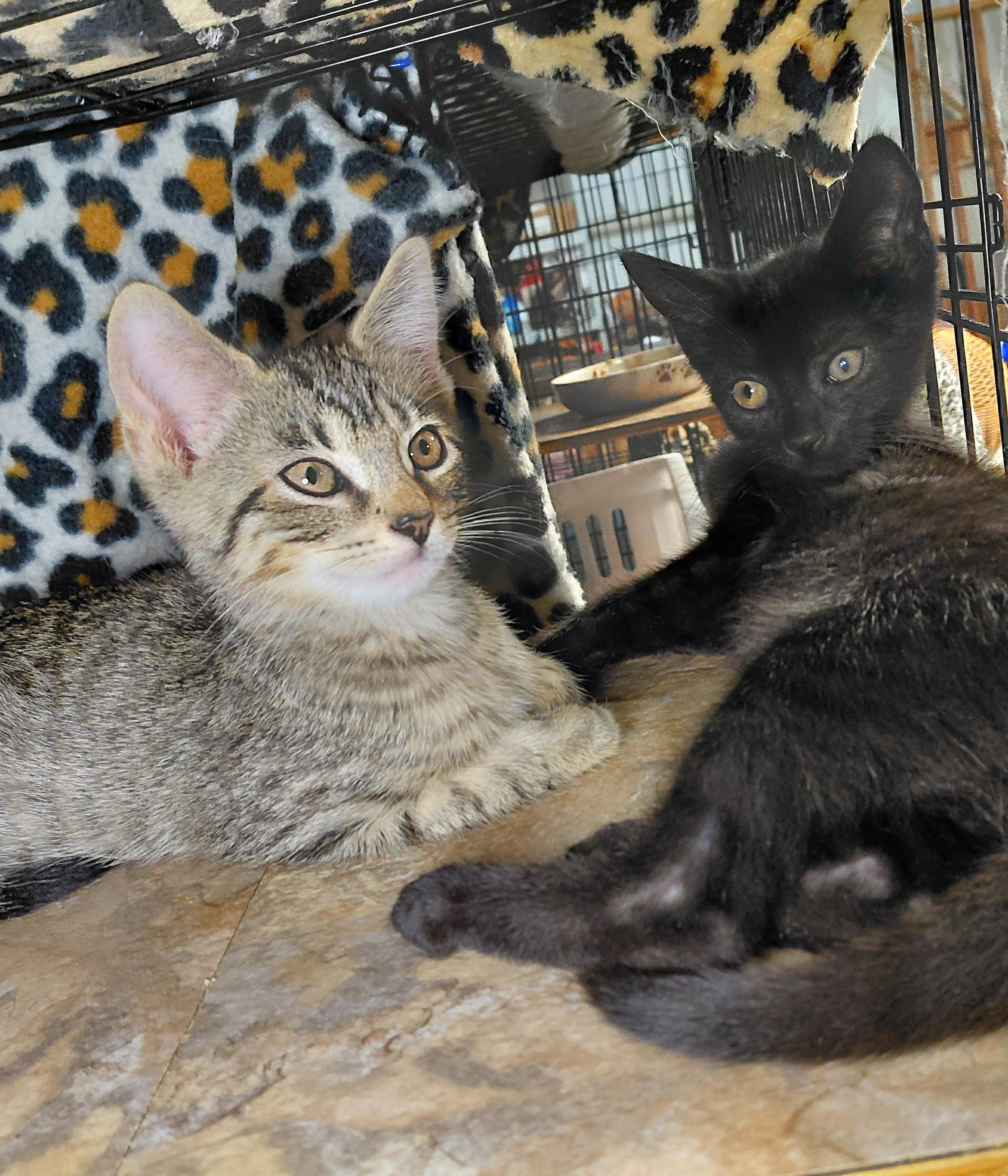 Enlarge Penne, a Adopted Domestic Short Hair in Bethpage, NY image 5/5