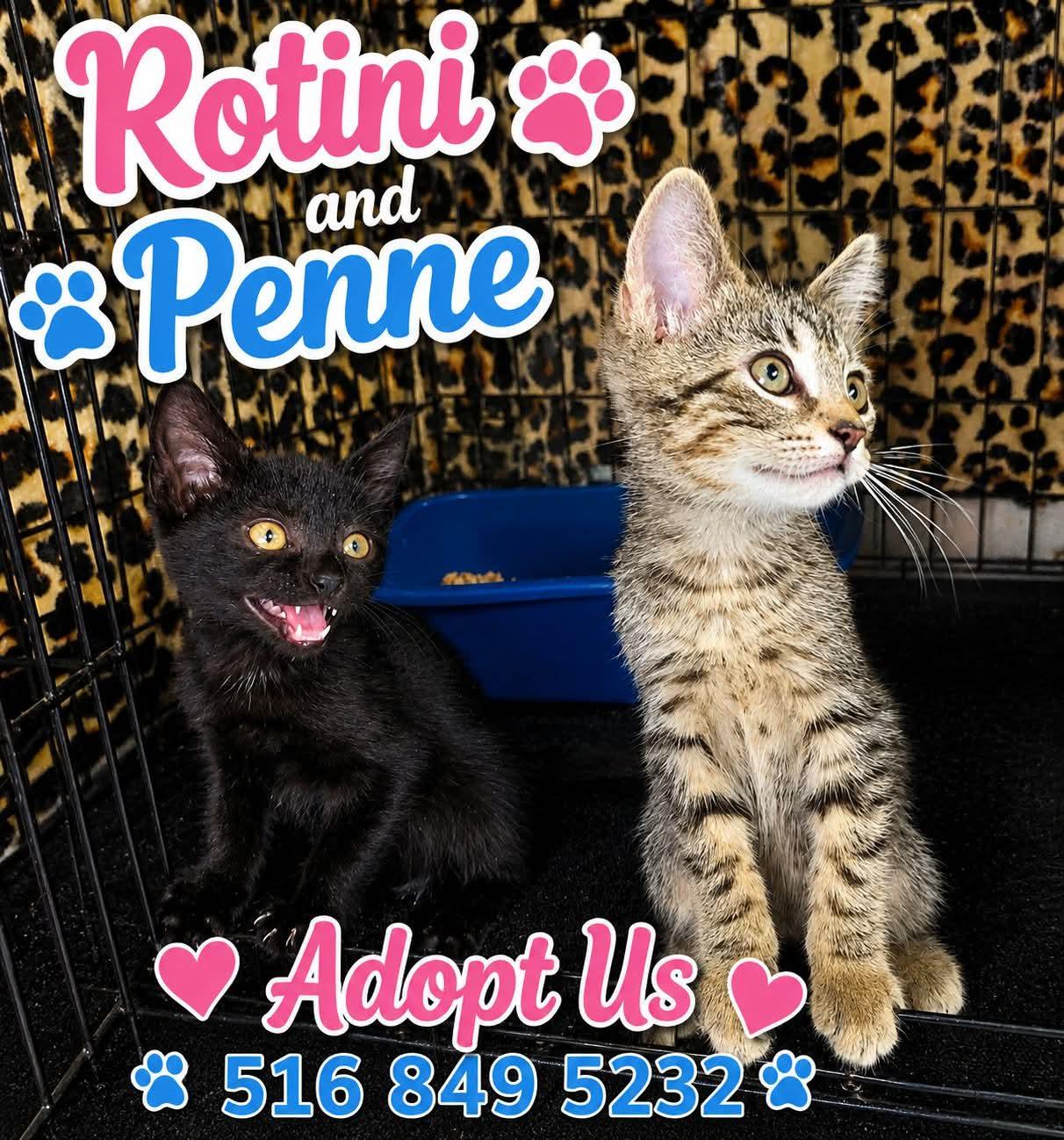 Penne, Adopted, Young Male Domestic Short Hair.