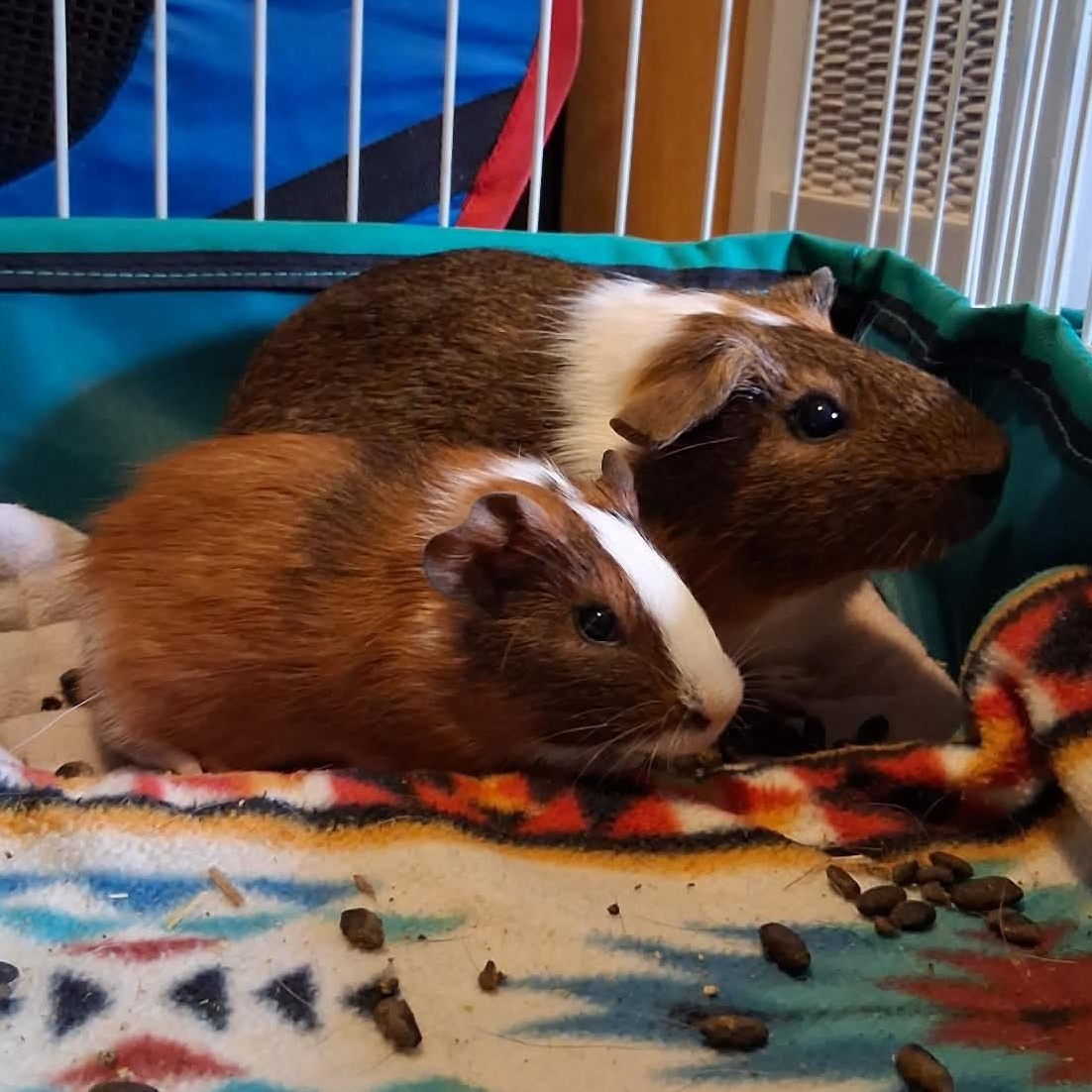 Sonata & Santa Fe, Adoptable, Young Female Guinea Pig.