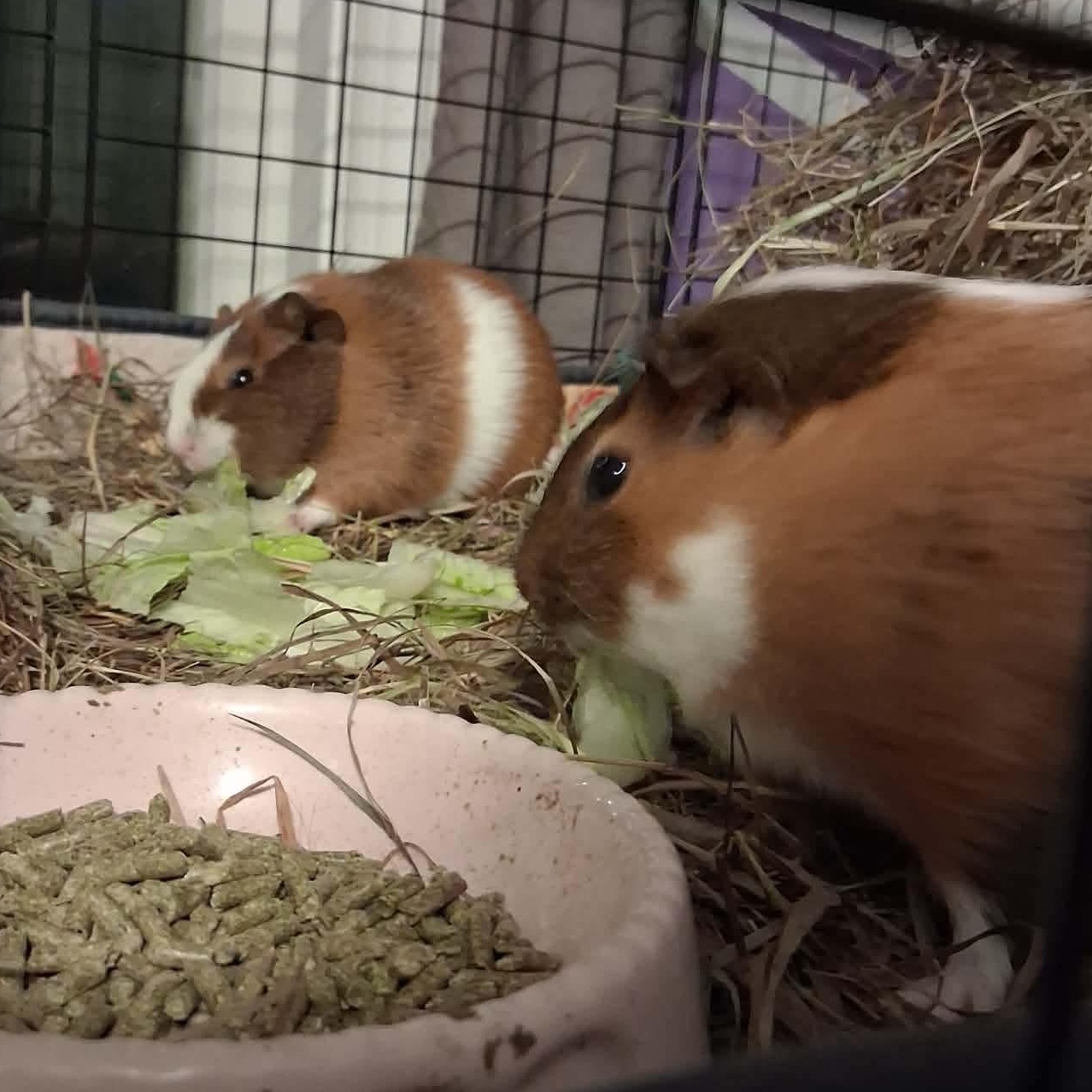 Enlarge Sonata & Santa Fe, a Adoptable Guinea Pig in Rochester, NY image 2/6