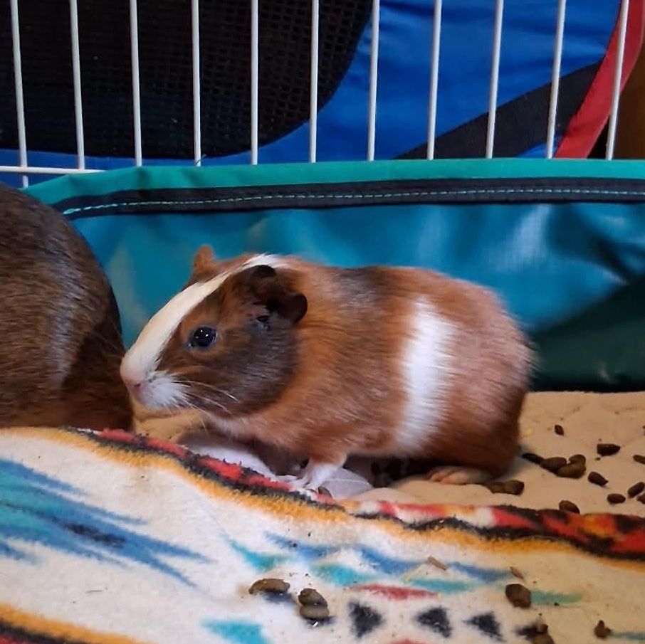 Enlarge Sonata & Santa Fe, a Adoptable Guinea Pig in Rochester, NY image 3/4