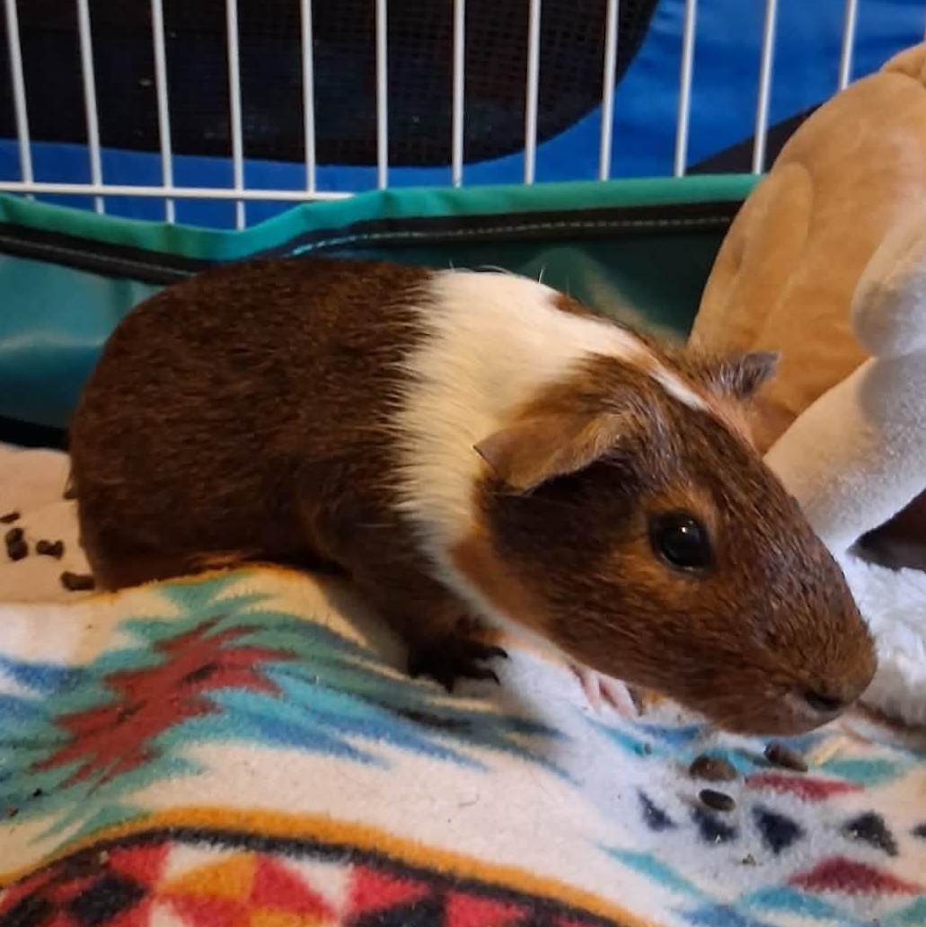 Enlarge Sonata & Santa Fe, a Adoptable Guinea Pig in Rochester, NY image 2/4