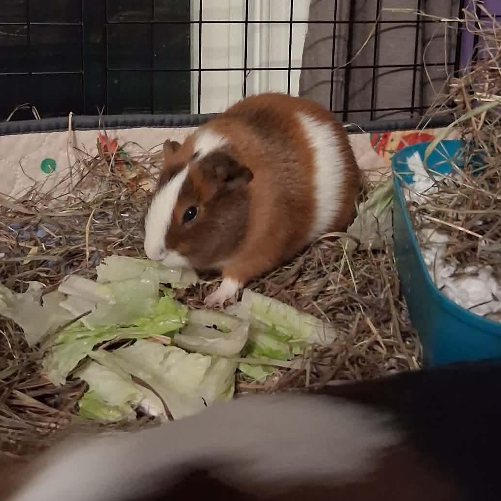 Enlarge Sonata & Santa Fe, a Adoptable Guinea Pig in Rochester, NY image 4/6