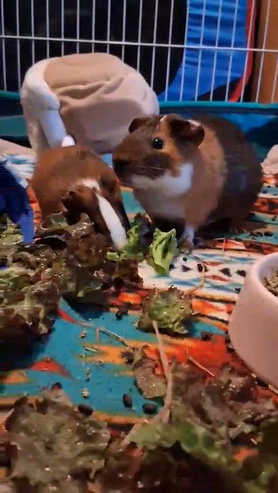 Enlarge Sonata & Santa Fe, a Adoptable Guinea Pig in Rochester, NY video 4/4