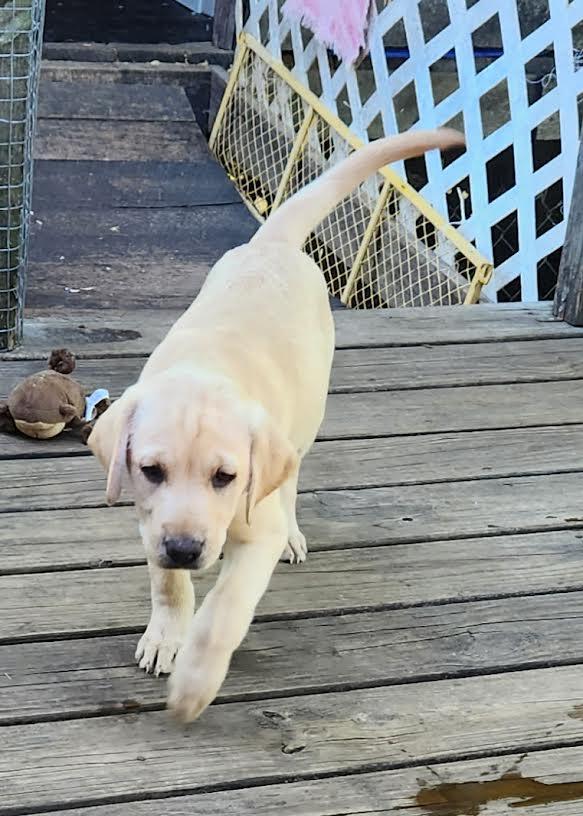 MILLIE, an adopted Labrador Retriever in Chicopee, MA image 4/4