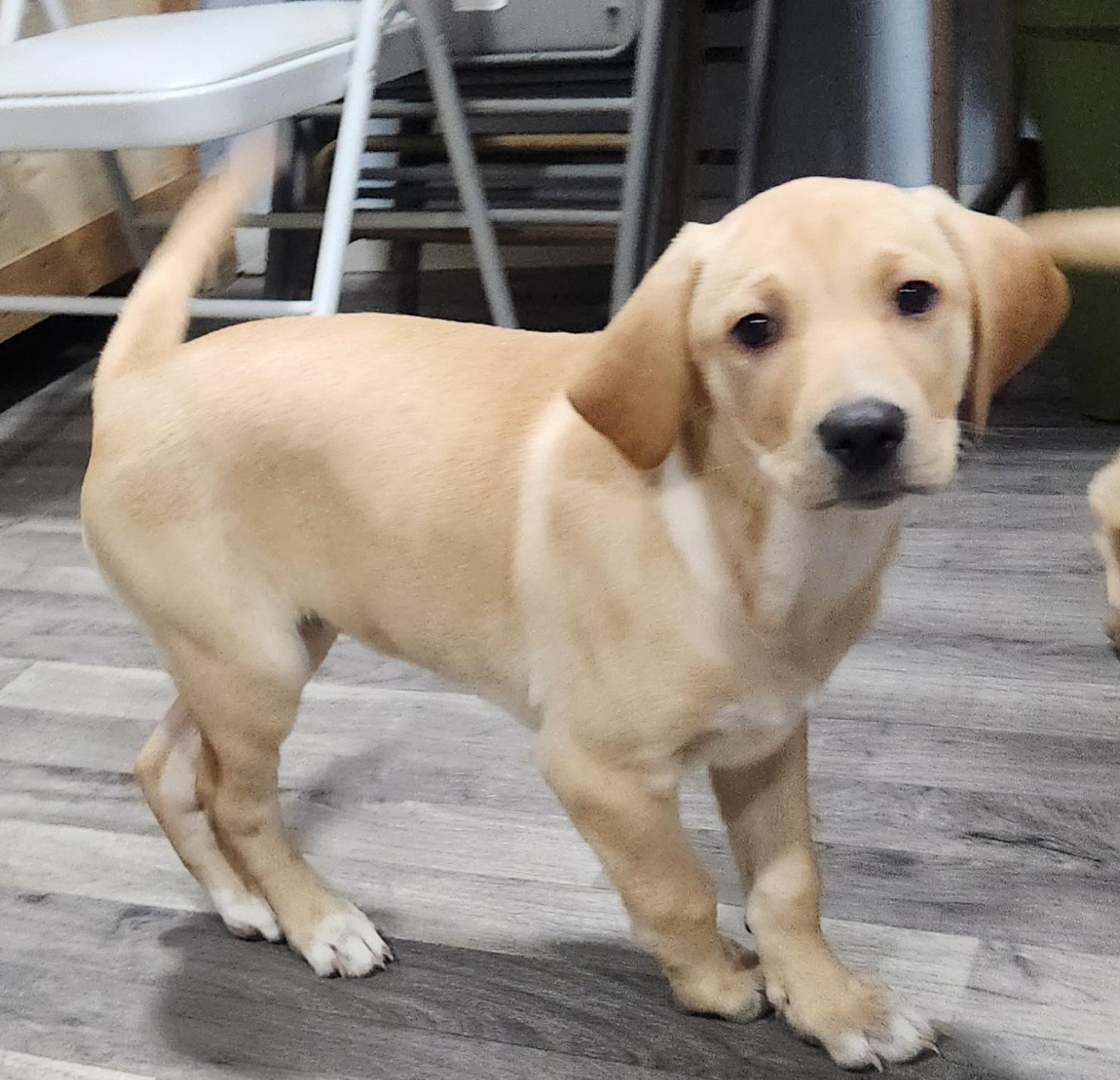 MILLIE, an adopted Labrador Retriever in Chicopee, MA image 2/4