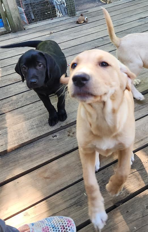MILLIE, adopted, Puppy Female Labrador Retriever.
