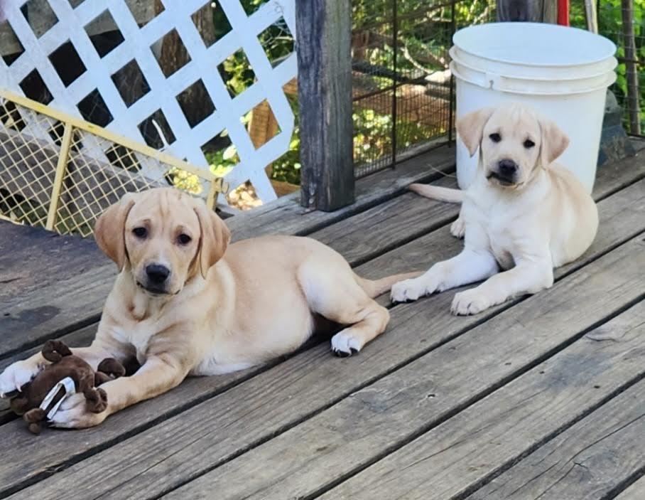 MILLIE, an adopted Labrador Retriever in Chicopee, MA image 3/4