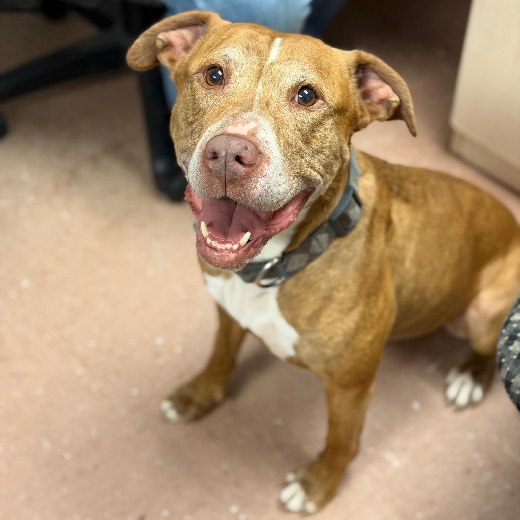 Sammy, Adoptable, Adult Female Pit Bull Terrier.