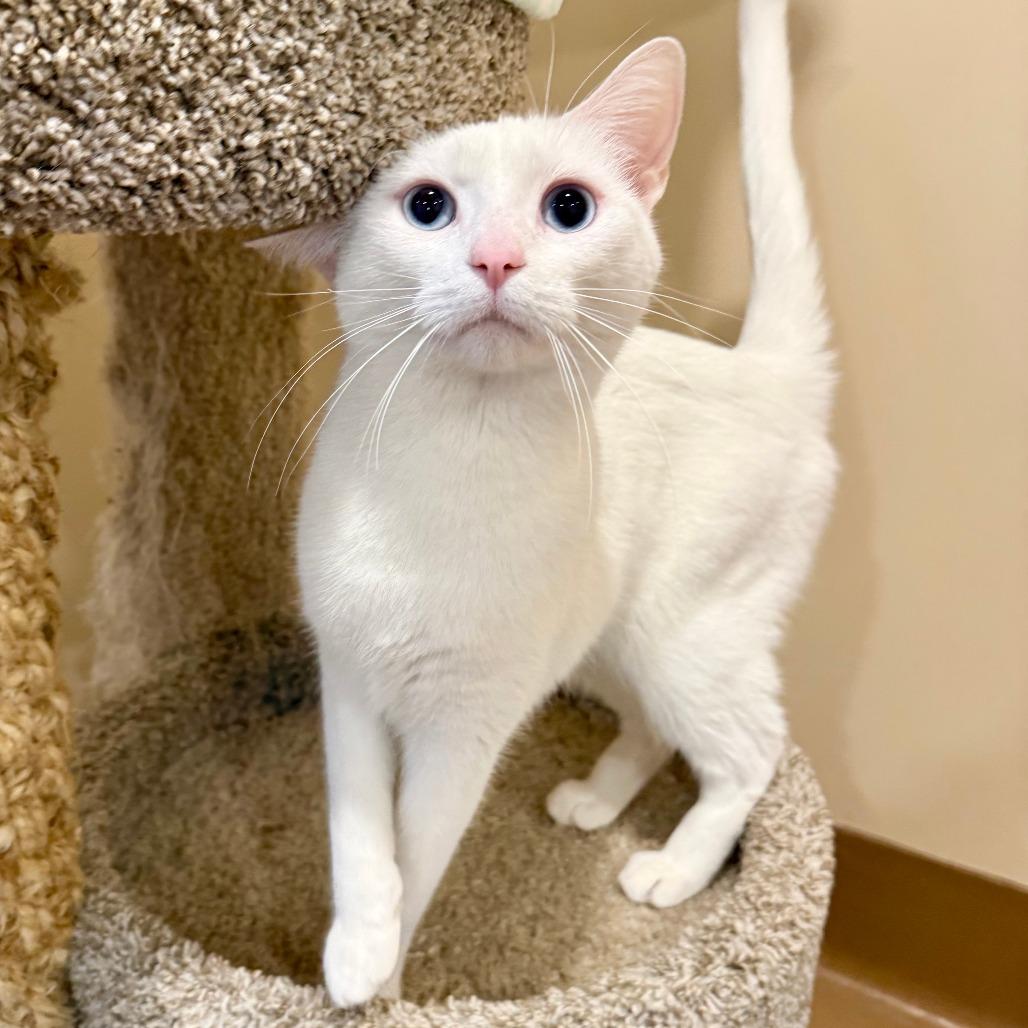 Milky, Adoptable, Adult Male Domestic Short Hair.