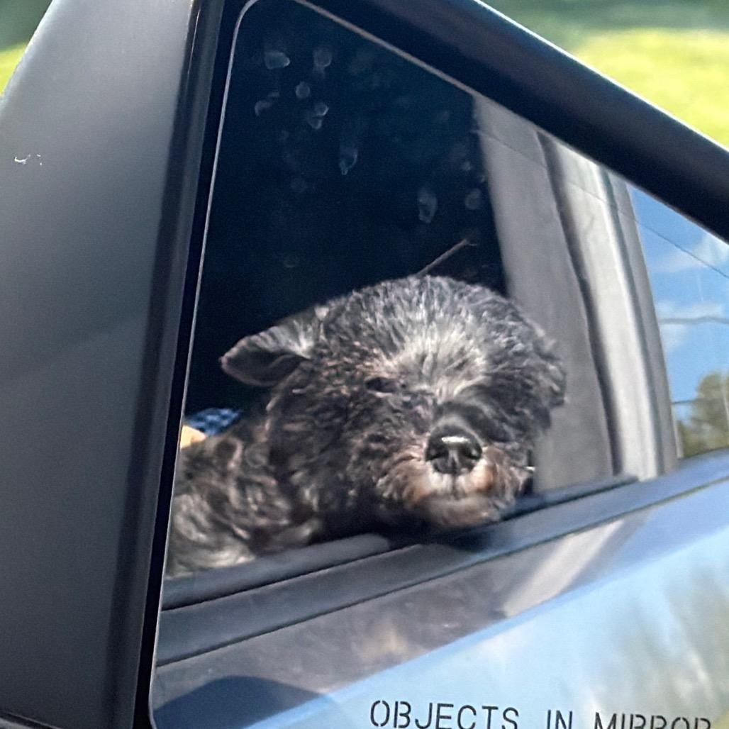 Enlarge Athena, a Adoptable Miniature Poodle in Fond Du Lac, WI image 1/6