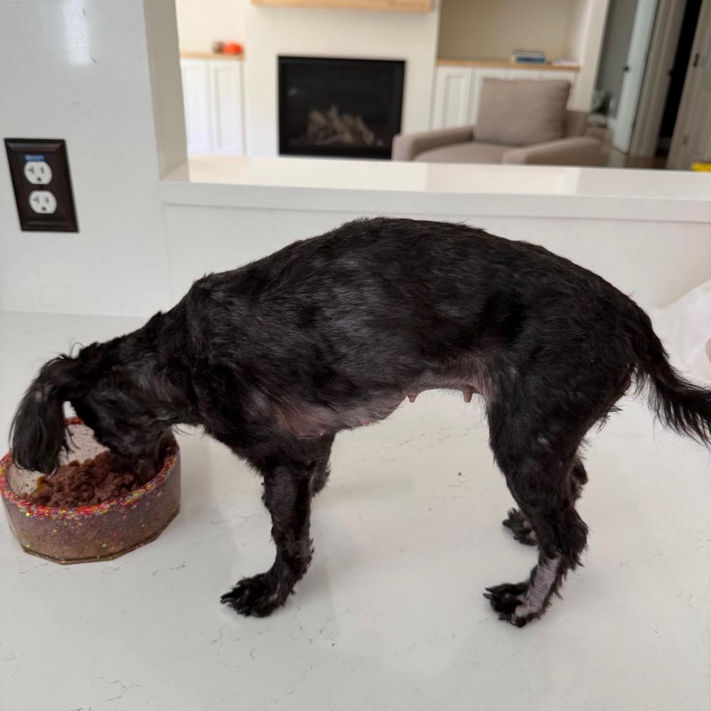 Enlarge Athena, a Adoptable Miniature Poodle in Fond Du Lac, WI image 2/4