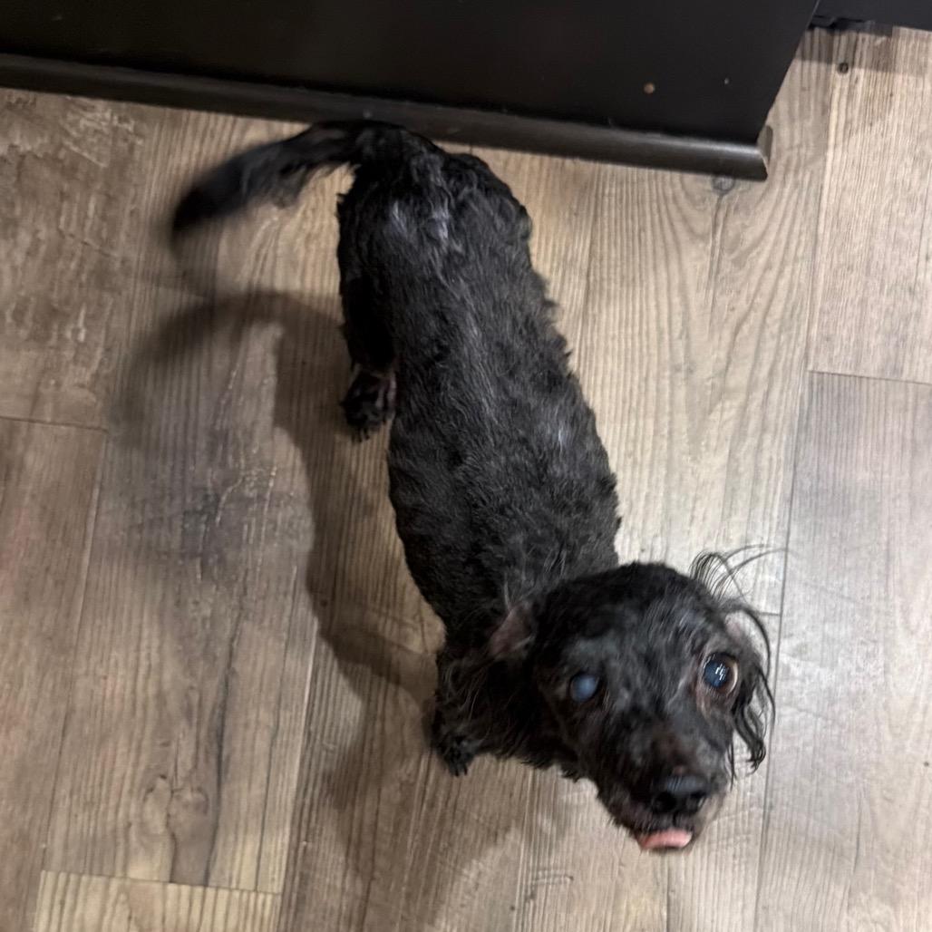 Enlarge Athena, a Adoptable Miniature Poodle in Fond Du Lac, WI image 3/4