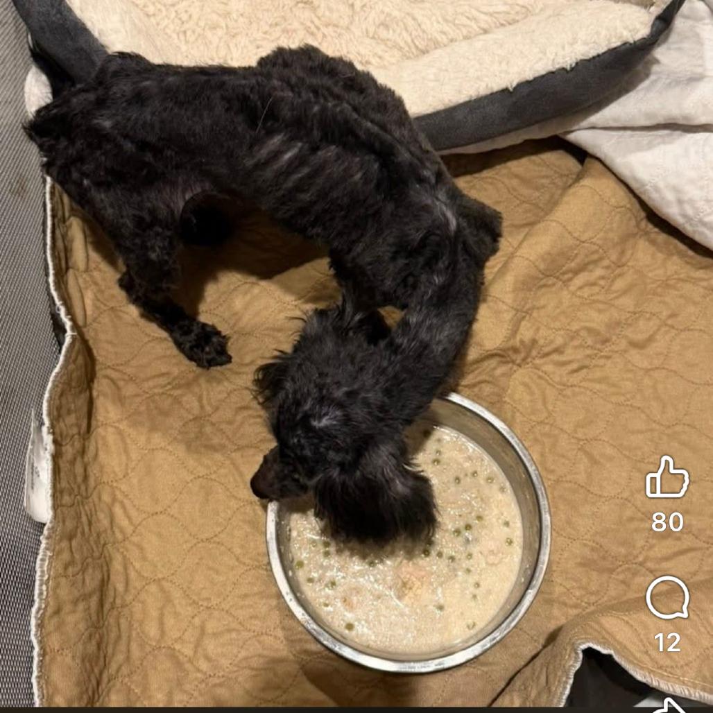 Enlarge Athena, a Adoptable Miniature Poodle in Fond Du Lac, WI image 2/6